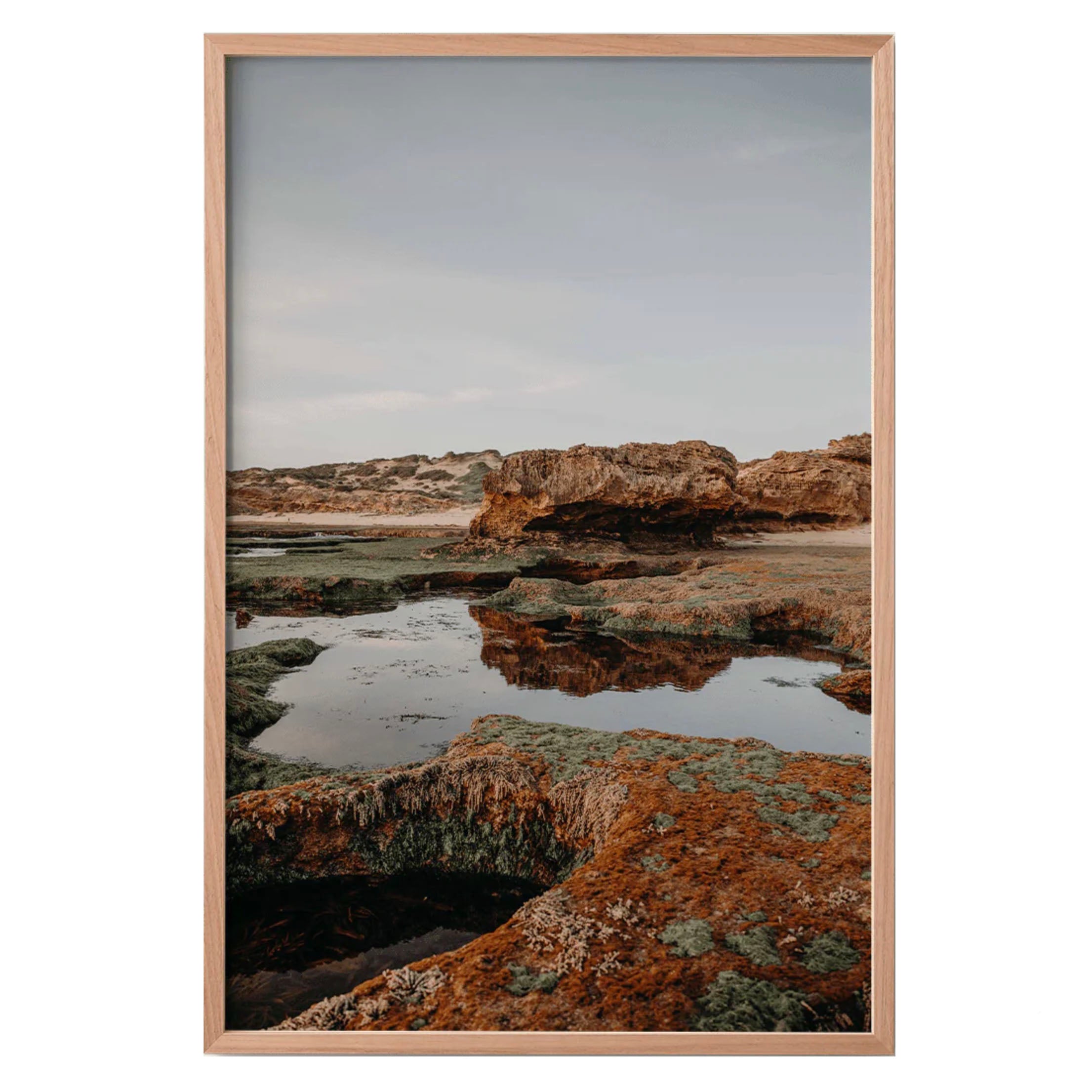 4 Algae